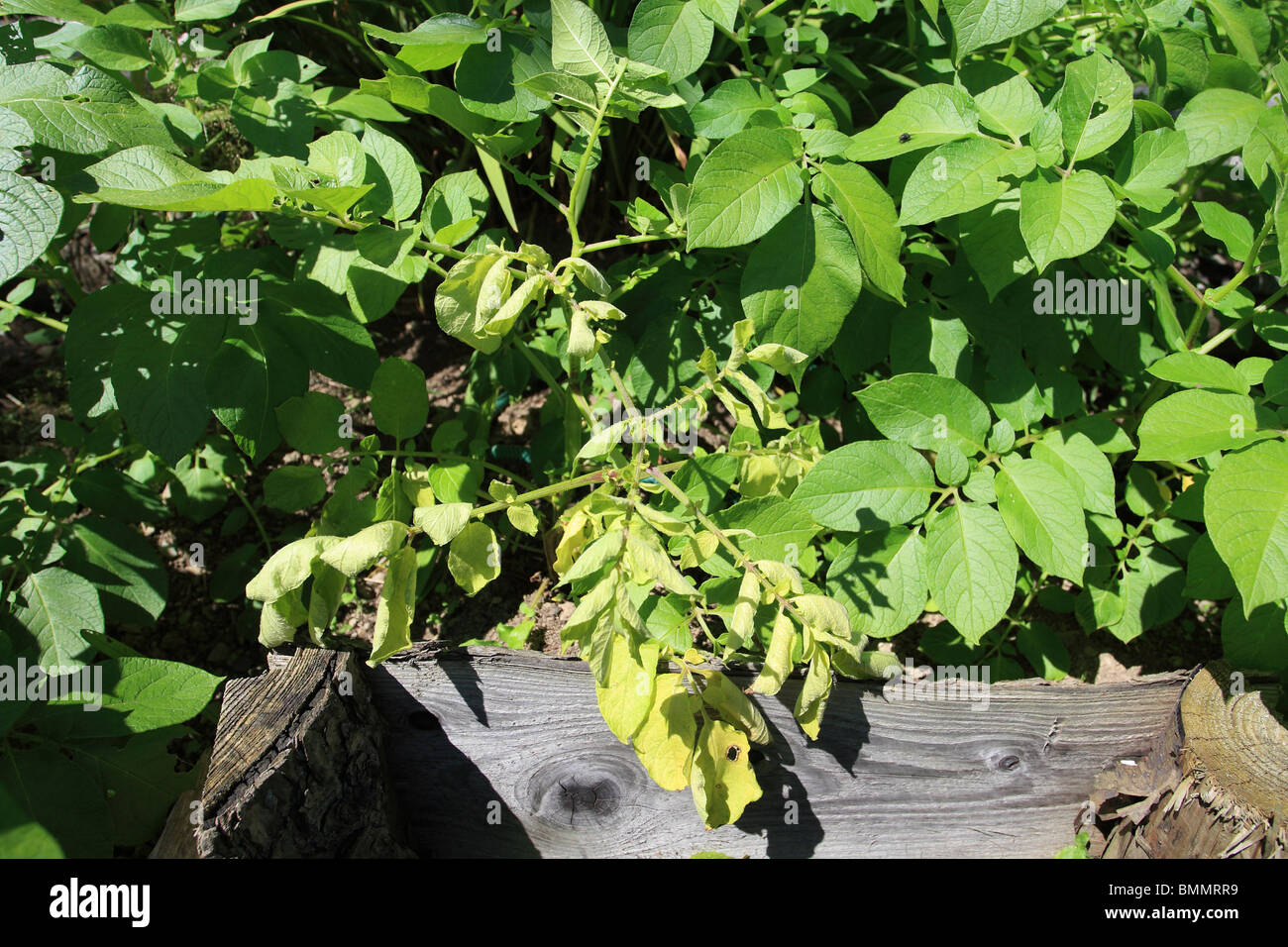 Patate gamba nera (Erwinia carotovora var atroseptica) i lembi superiore arricciarsi verso l'interno e diventa di colore giallo-verde Foto Stock