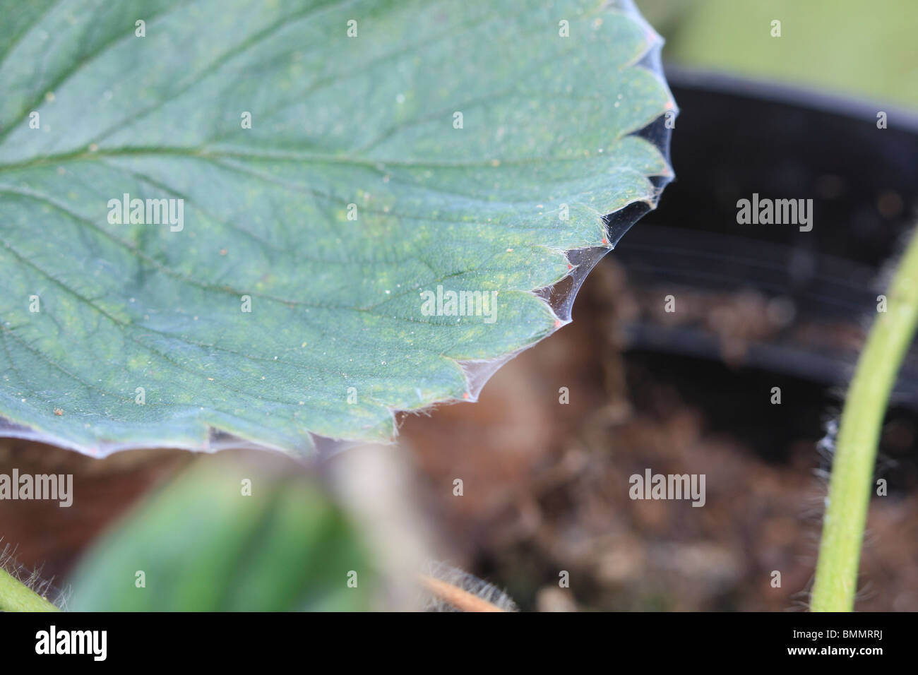 GLASSHOUSE acaro rosso (Tetranychus urticae) che mostra la tessitura su foglie di fragola Foto Stock