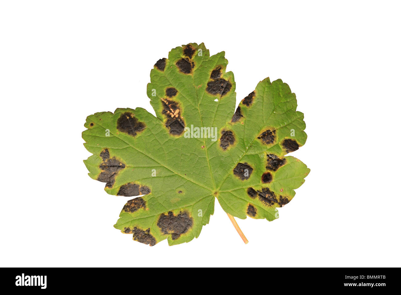 ACER TAR SPOT (Rhytisma acerinum) CLOSE UP foglie infette SUPERFICIE SUPERIORE Foto Stock