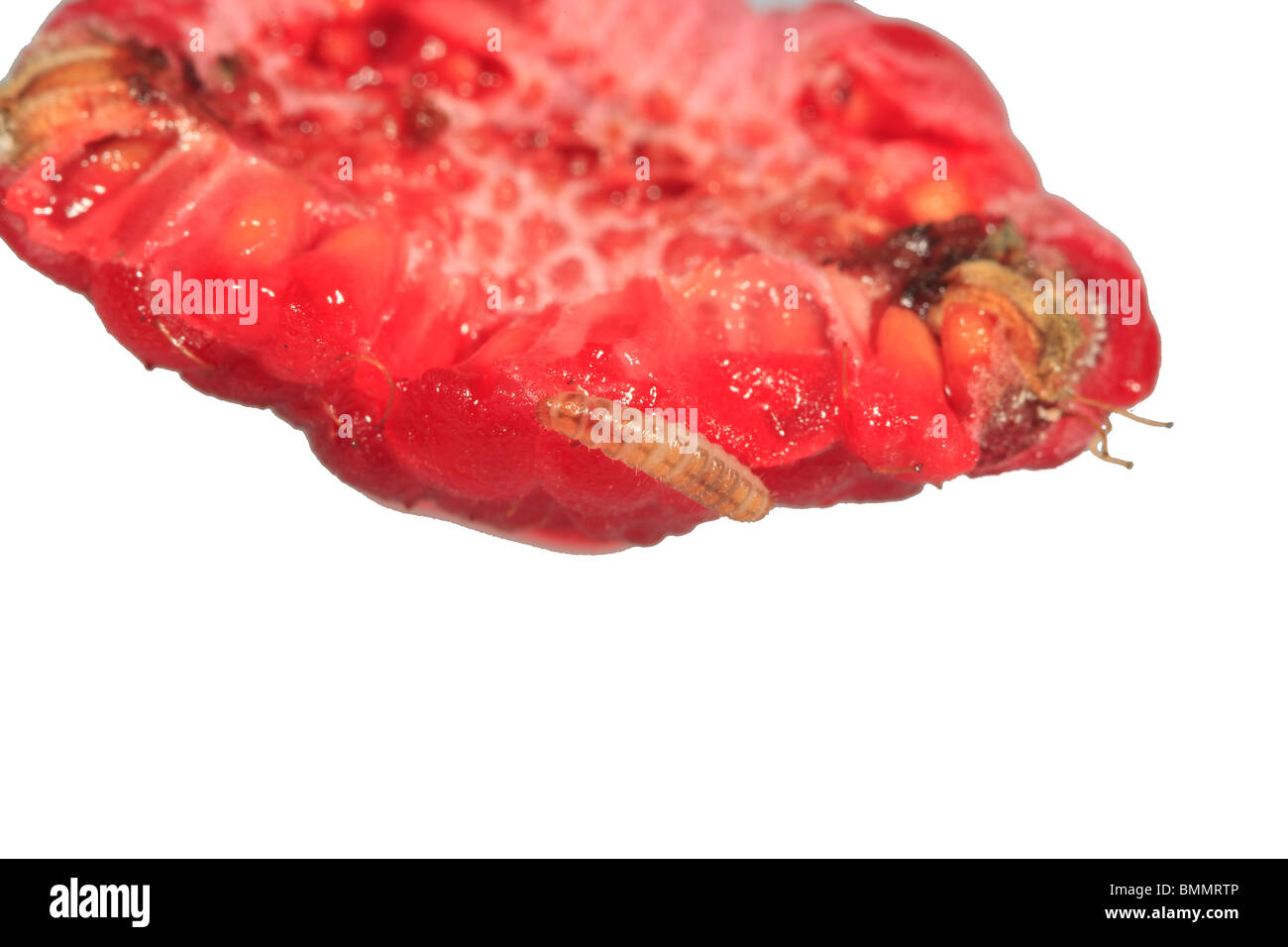 Lampone BEETLE (Byrturus tomentosus) larva di lampone Foto Stock