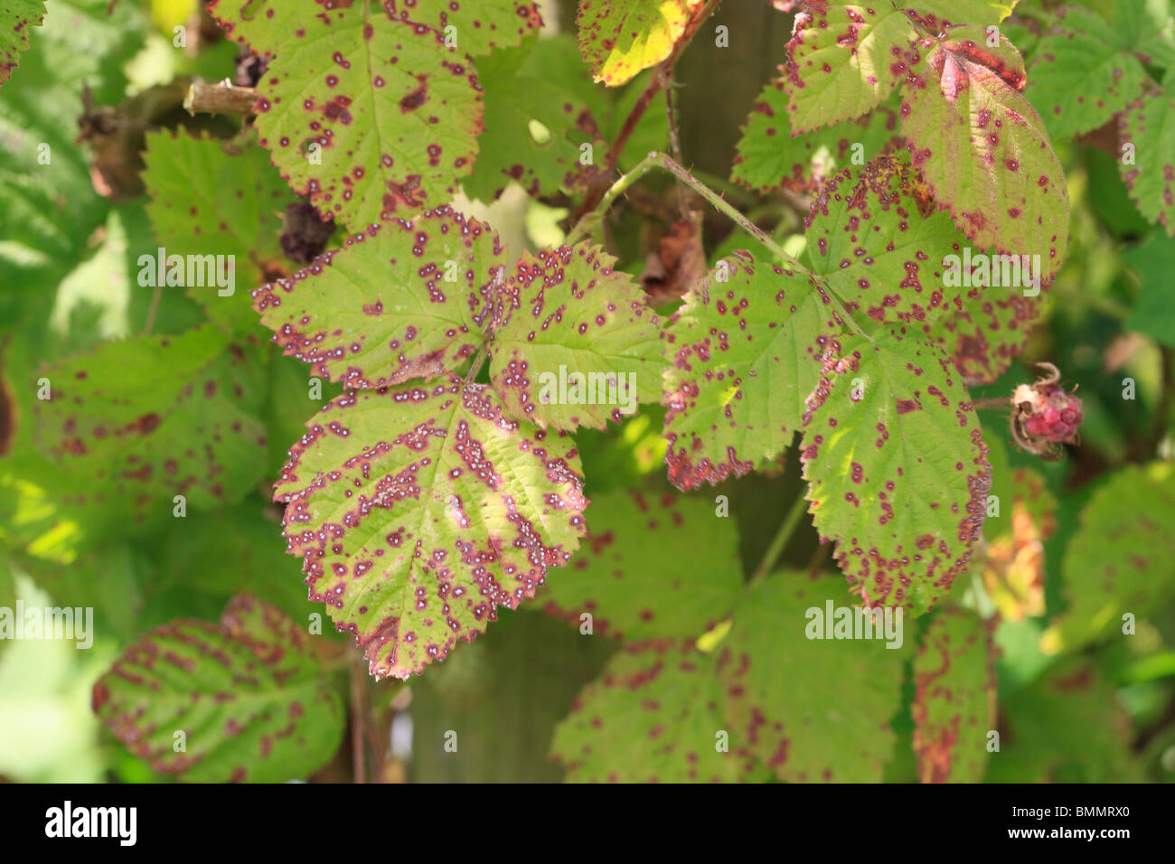 Lampone che macchia di foglia (Elsinoe veneta) su foglie di lampone Foto Stock