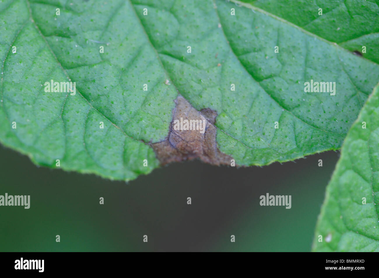 Avvizzimento di patata (Phytophthora infestans) fino in prossimità della superficie superiore delle foglie infette Foto Stock