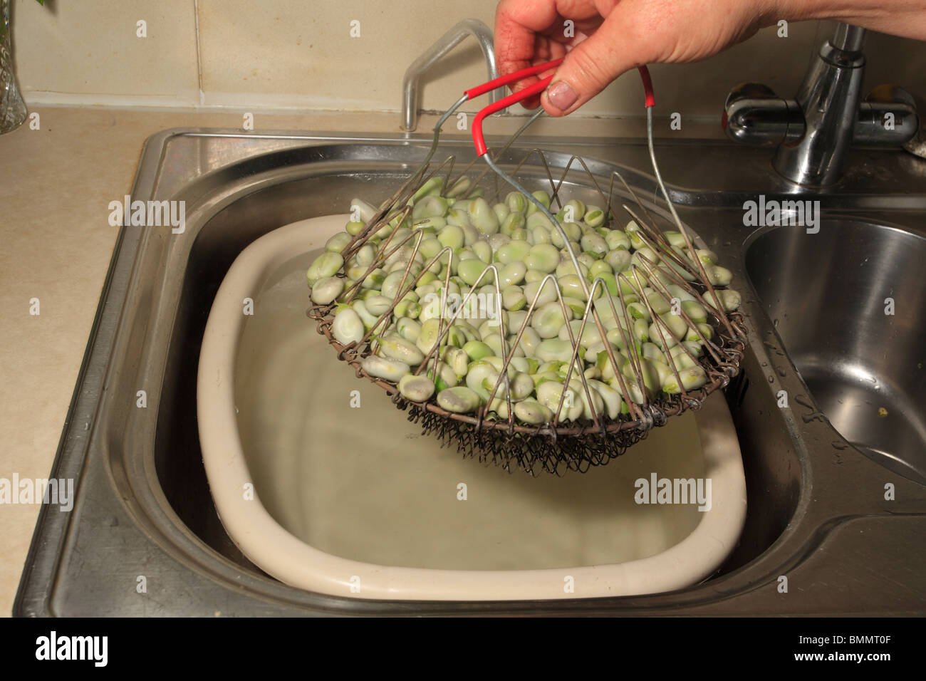 La conservazione di fave - Immergersi sbollentati i fagioli in acqua fredda e raffreddare a meno di dieci gradi centigradi Foto Stock