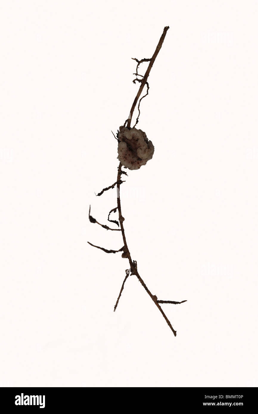 La Fissazione di azoto - noduli su Broad Bean root Foto Stock