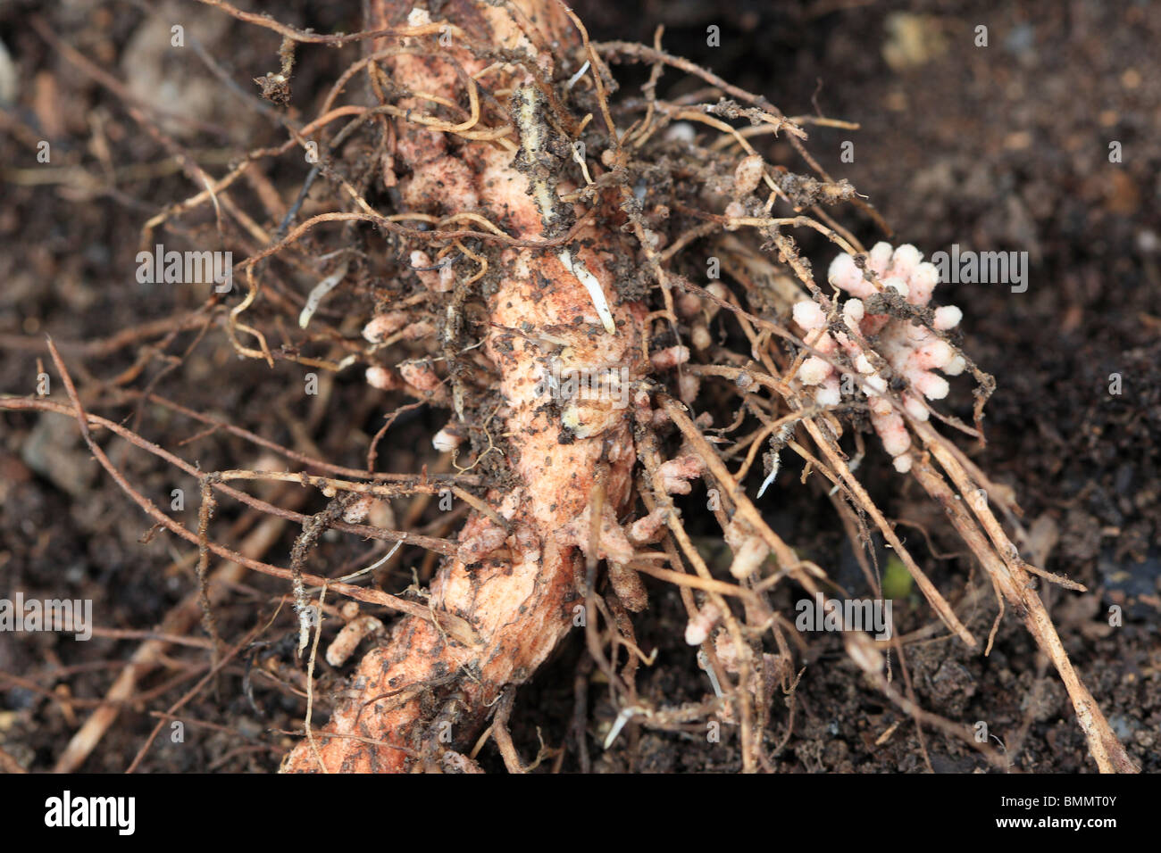 La Fissazione di azoto - noduli su Broad Bean root Foto Stock
