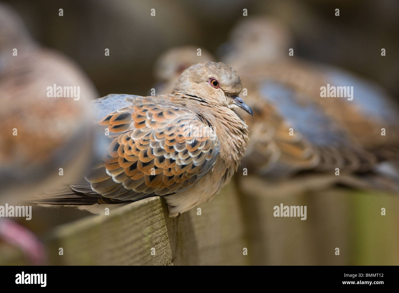 Tortora Streptopelia turtur, NORFOLK REGNO UNITO Foto Stock