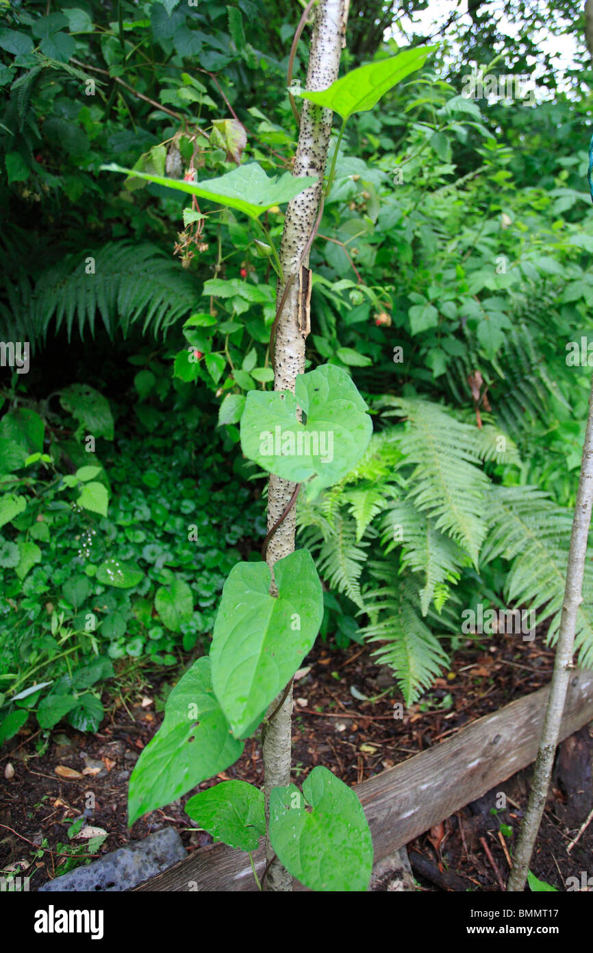 HEDGE CENTINODIA (Calystegia sepium) Salendo BEAN POLE Foto Stock