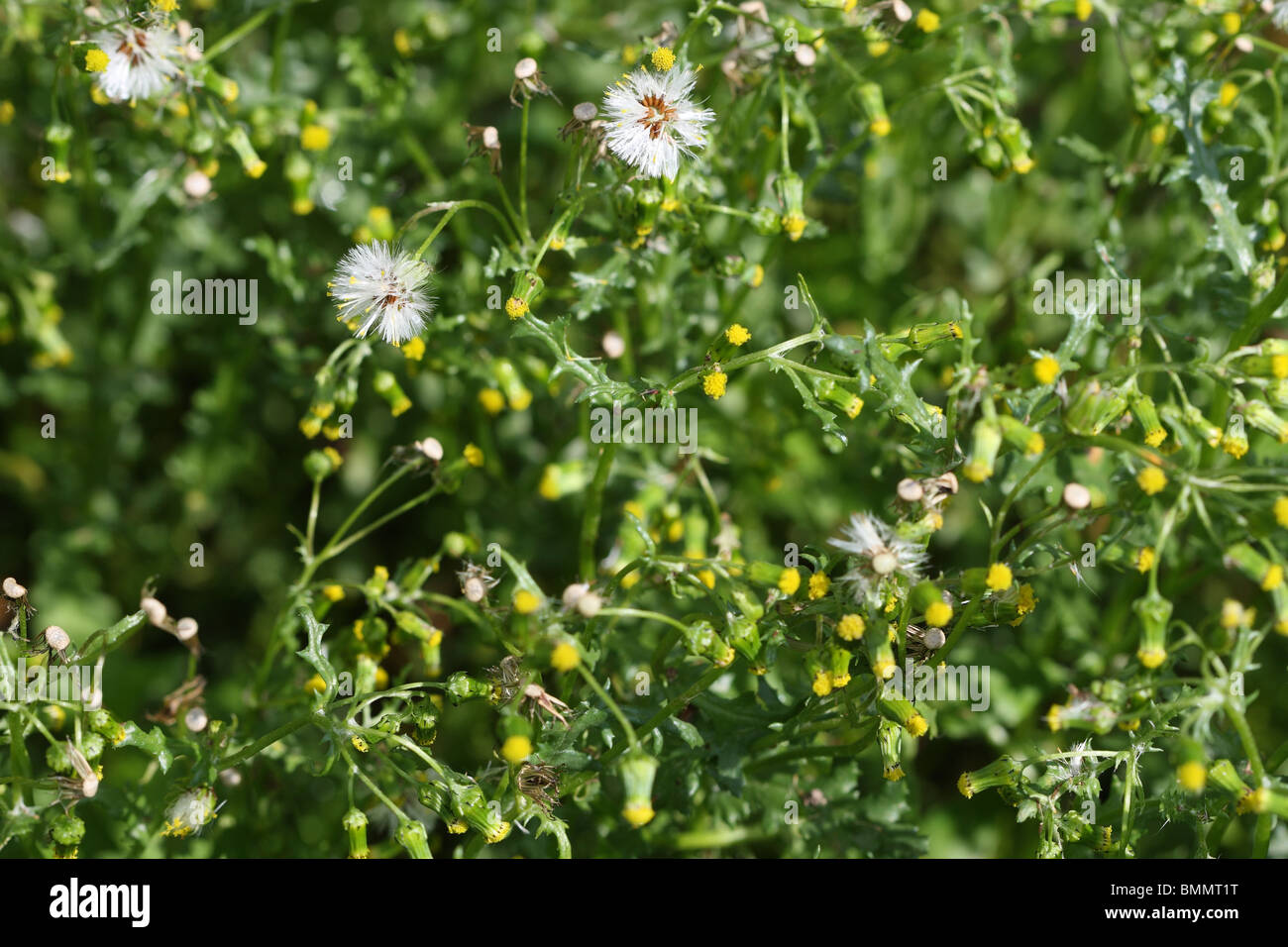 GROUNDSEL (Senecio vulgaris) un giardino comune infestante Foto Stock