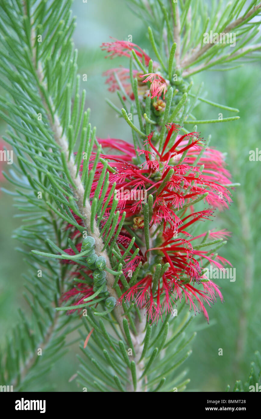 CALOTHAMNUS QUADRIFIDUS CLOSE UP DI FIORE Foto Stock