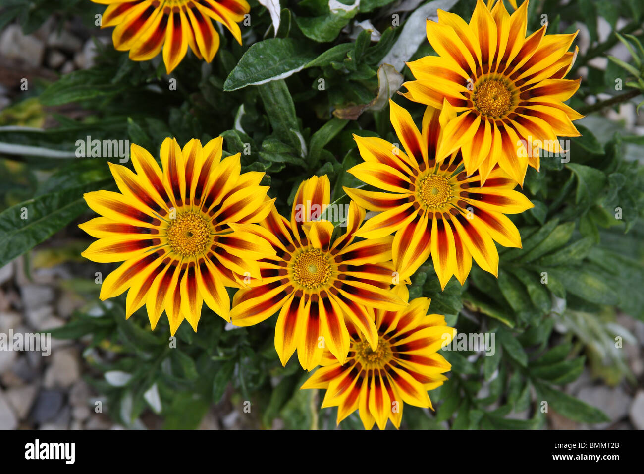 GAZANIA SPLENDUS ALBA Red Stripe close up di fiori Foto Stock