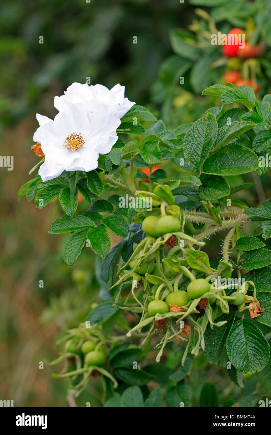 Rosa (Rosa rugosa) PIANTE IN FIORE Foto Stock