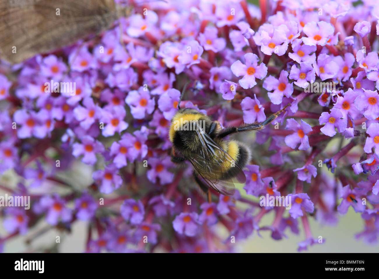 BUFF TAILED BUMBLEBEE (Bombus terrestis) ALIMENTAZIONE SUL FIORE BUDDLIEA Foto Stock