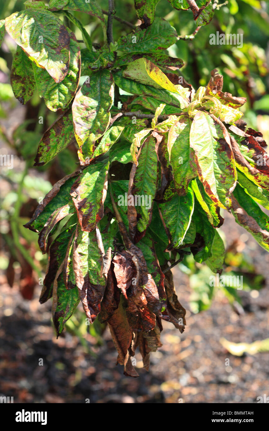 Mela cotogna avvizzimento di foglia (Diplocarpon maculatum) attacco su albero di mele cotogne Foto Stock