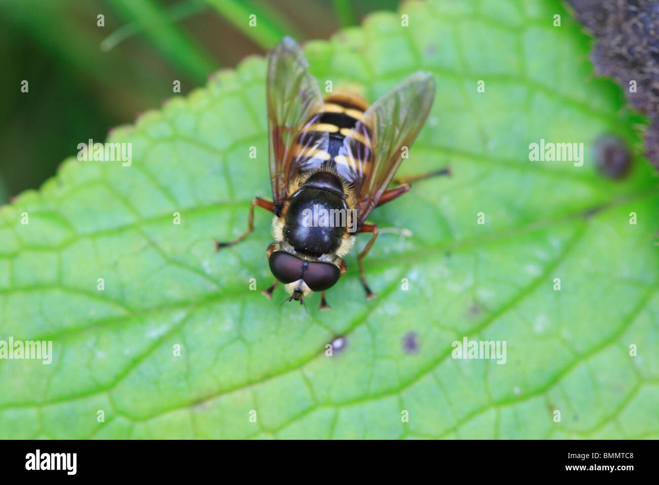 HOVERFLY (Sericomyia silentis) close up di adulto su foglie Foto Stock