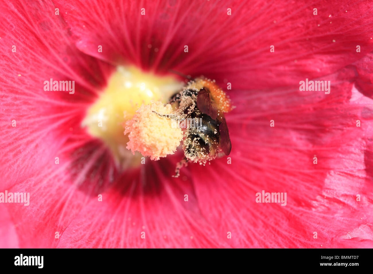 BUMBLEBEE coperto con il polline di fiore HOLLYHOCK Foto Stock