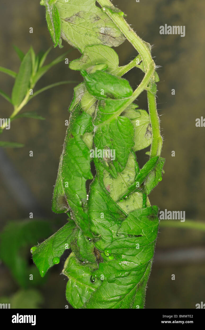 Avvizzimento di pomodoro (Phytophthora infestans) CLOSE UP foglie infette Foto Stock
