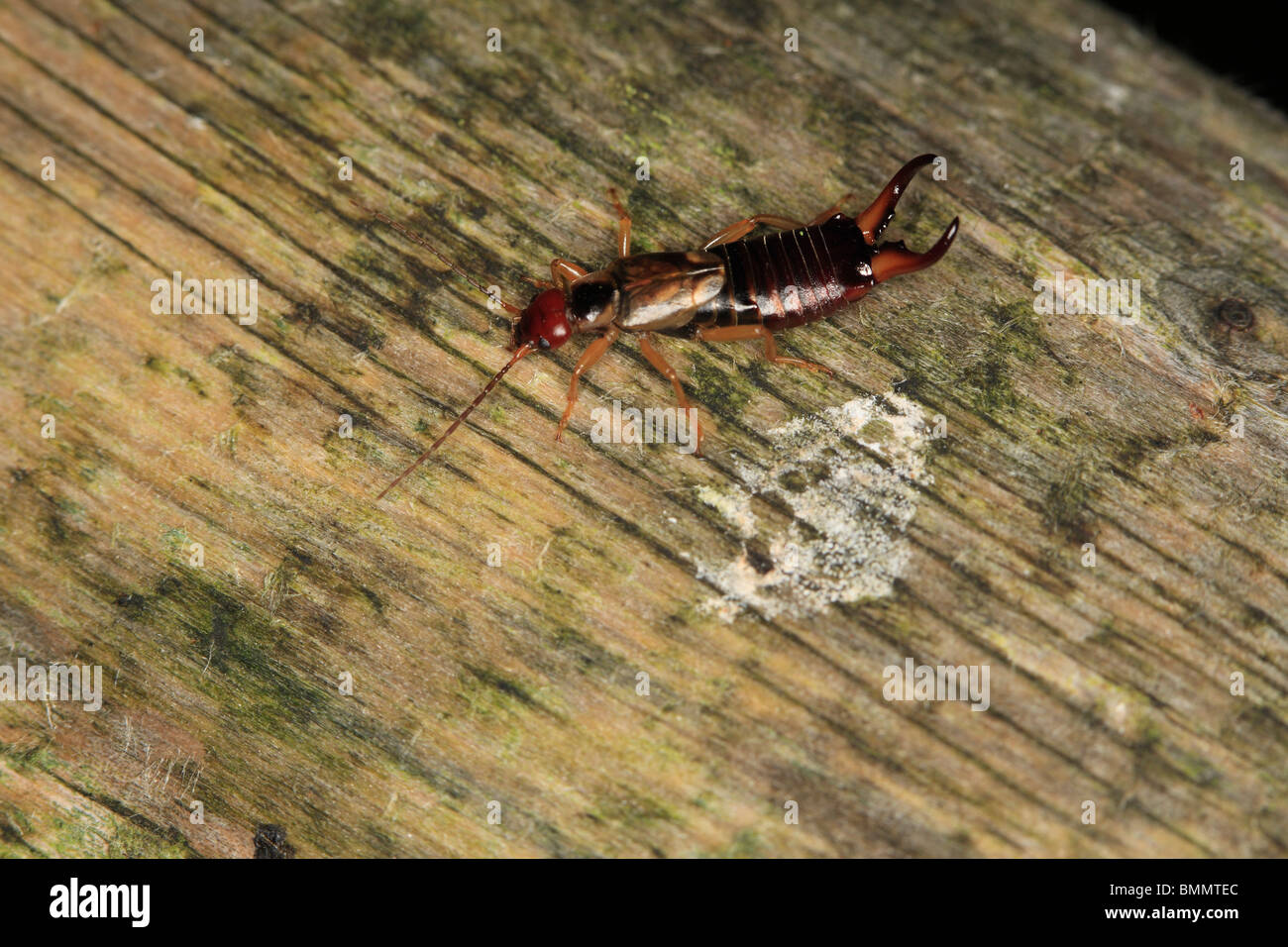 EARWIG (Forficula auricularia) maschio sul palo di legno Foto Stock