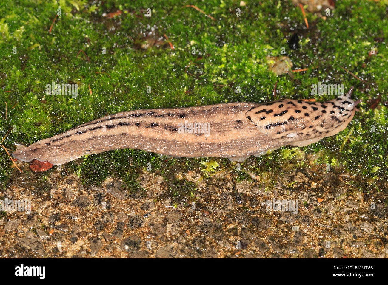 LEOPARD SLUG (Limax maximus) muovendo su MOSS DI NOTTE DA VICINO Foto Stock