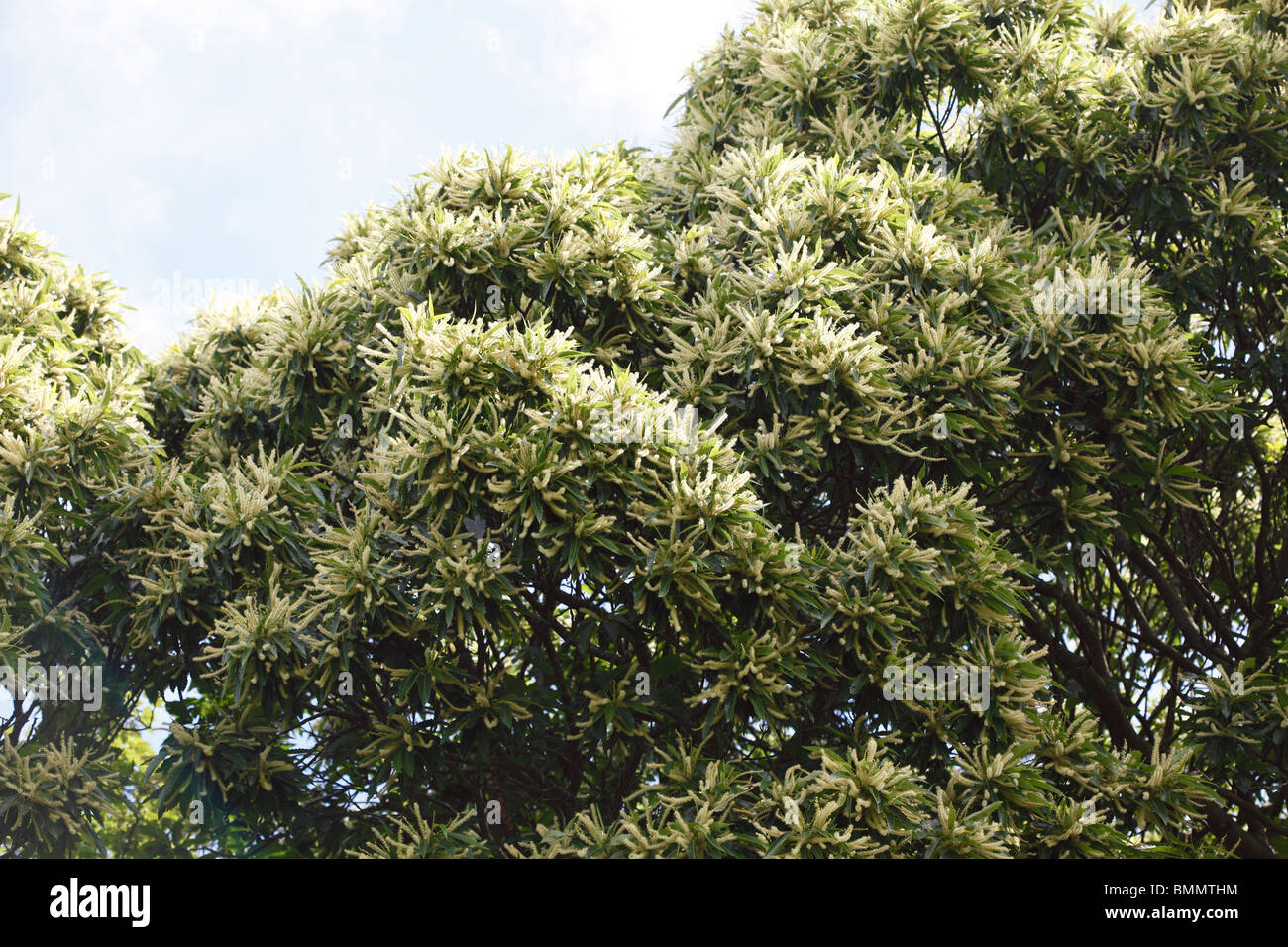 Sweet chesnut (Castanea sativa) Albero in fiore Foto Stock