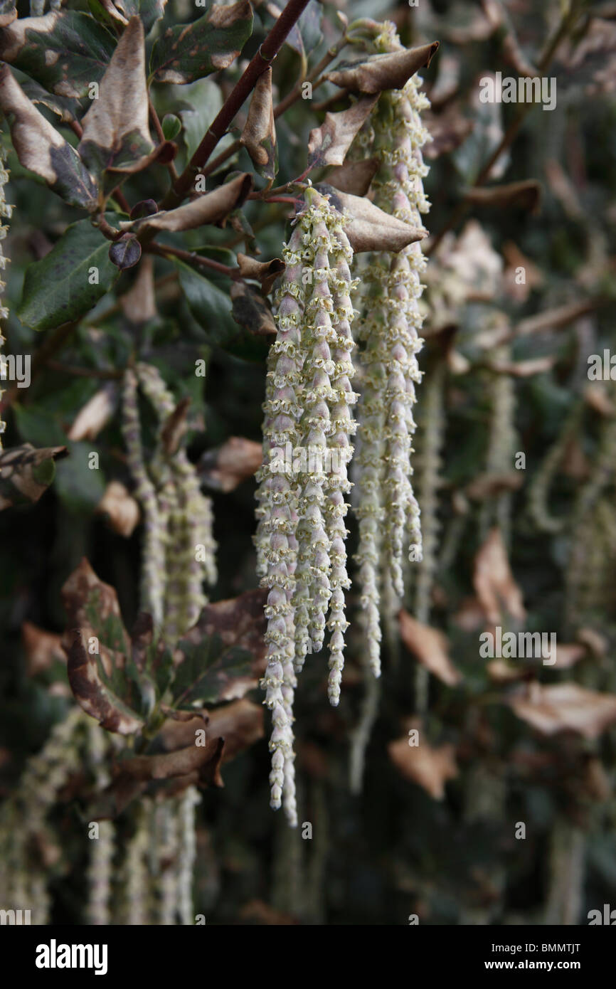 Garrya elliptica tetto James close up amenti Foto Stock