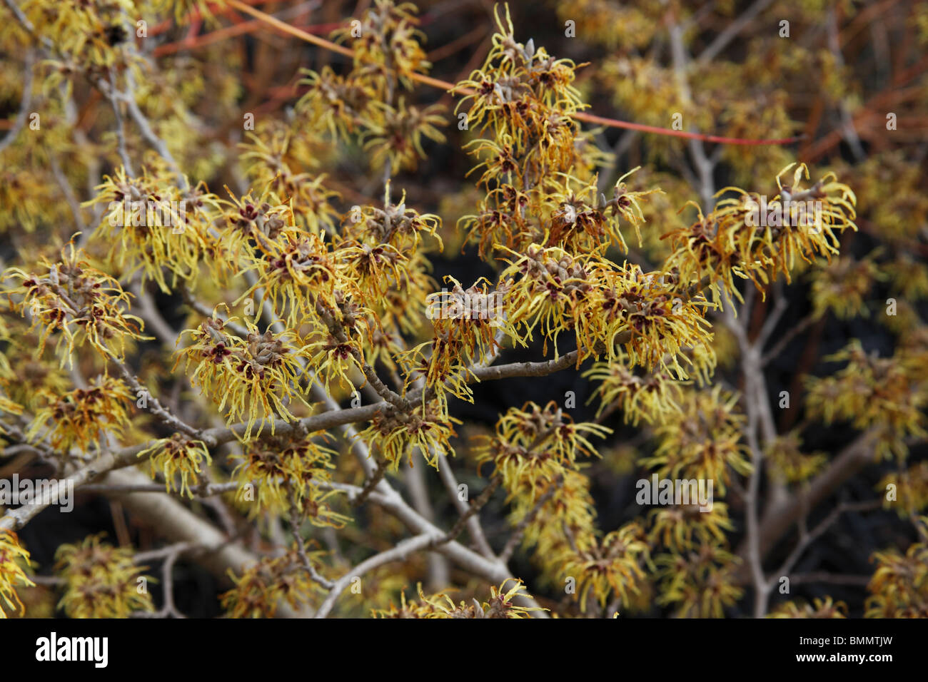 Amamelide (Hamamelis x intermedia pallida di close-up di fiori Foto Stock