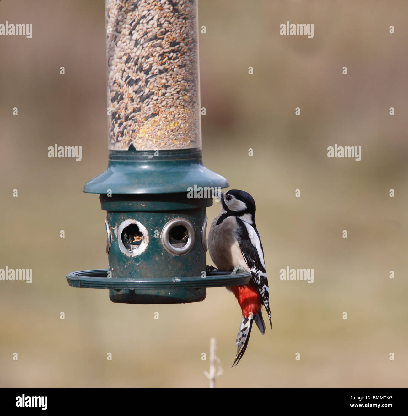 Picchio rosso maggiore (Dendrocopus major) femmina su alimentatore di sementi Foto Stock