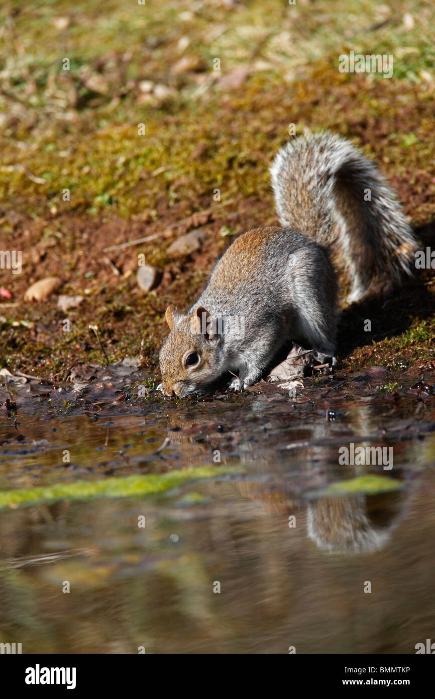 Scoiattolo grigio (Sciurus carolinensis) bevendo al laghetto in giardino Foto Stock