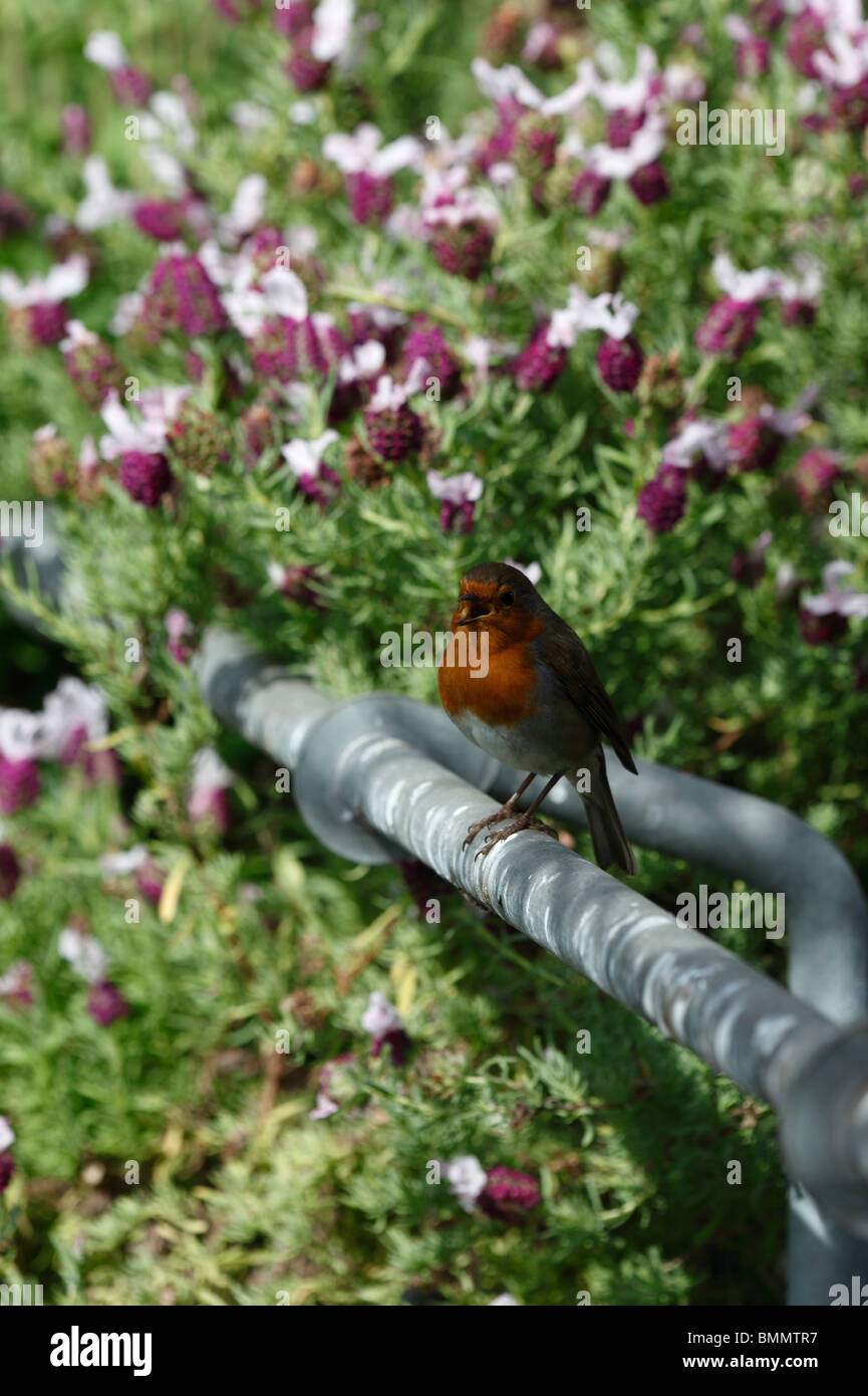 Robin (Erithacus rubecula) appollaia nel letto di fiori cantando Foto Stock