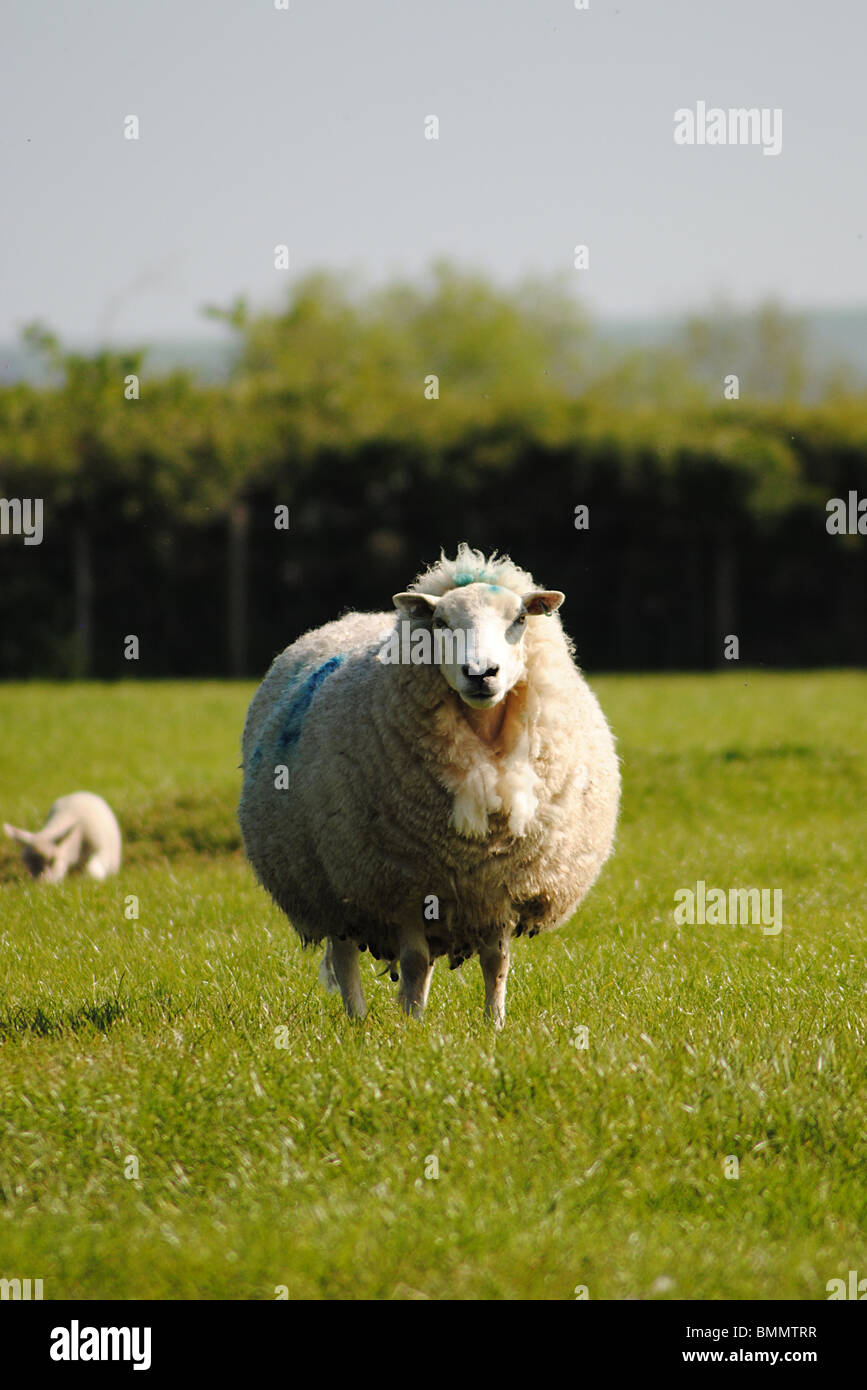 Pecore in campo, Dorset, Inghilterra Foto Stock