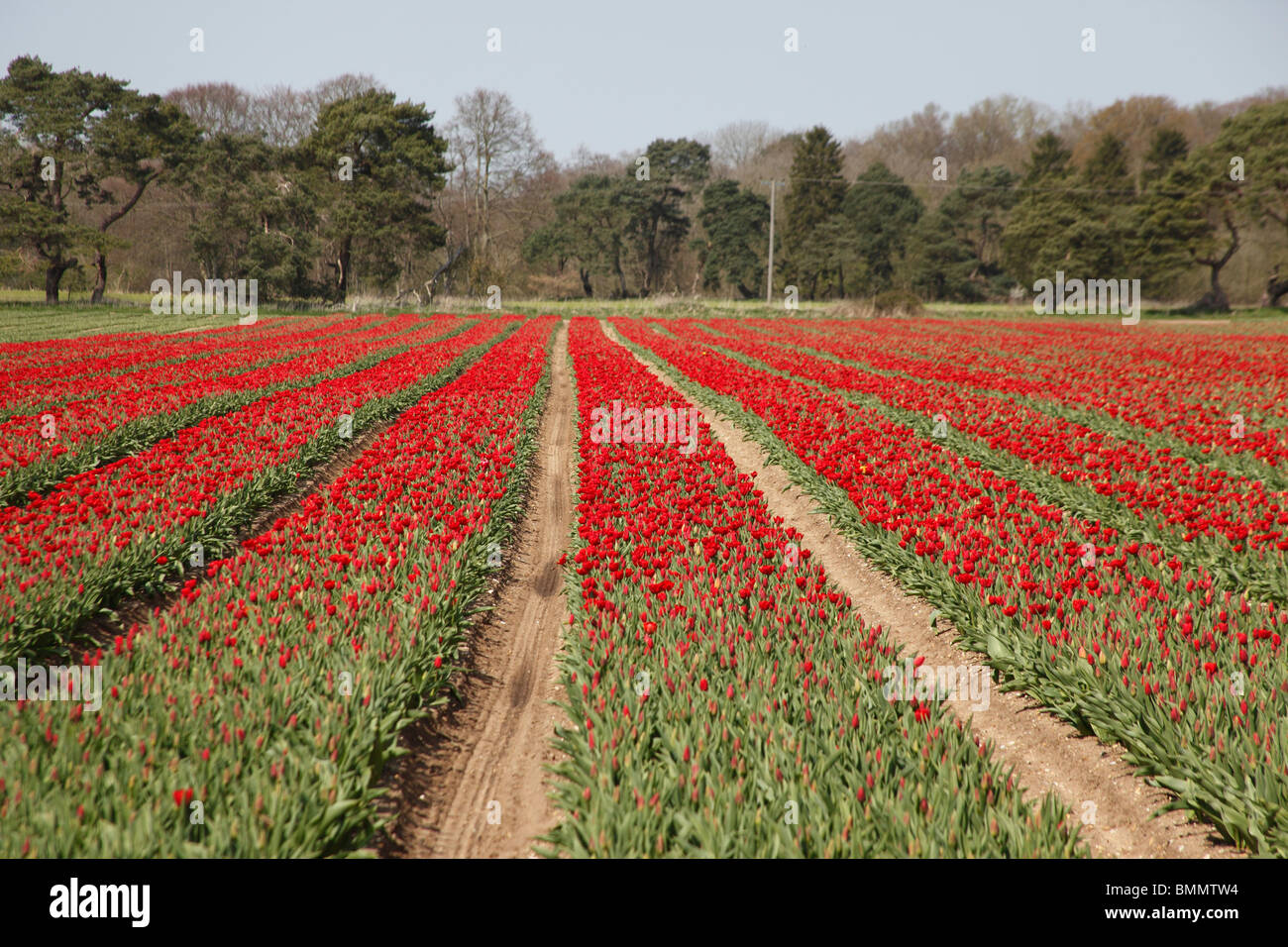 Tulip commerciale in crescita in Norfolk Foto Stock