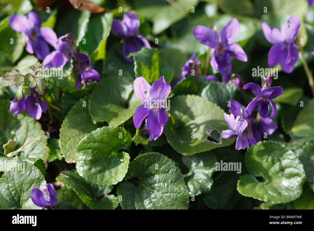 Viola Mammola (Viola odorata) close up di piante in fiore Foto Stock