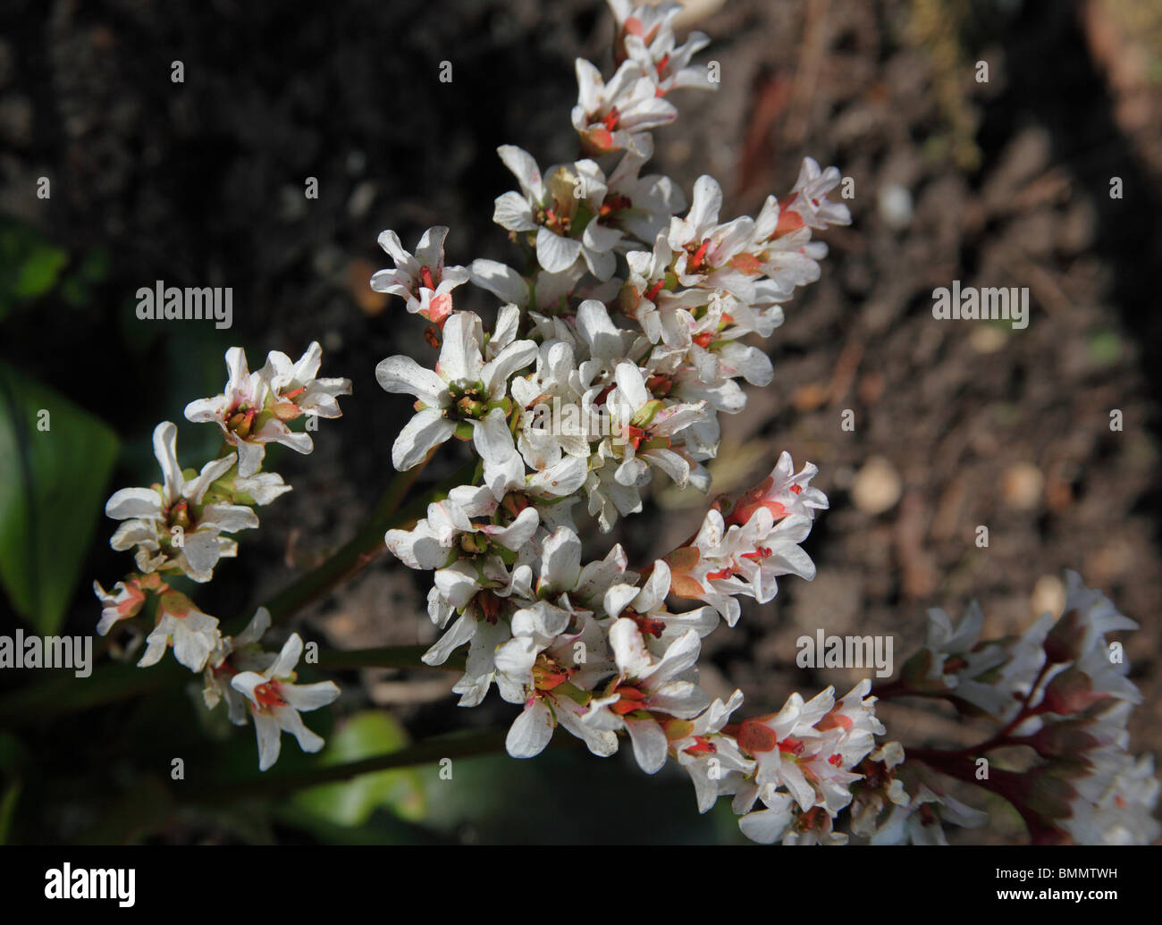 Bergenia Bressingham white close up di fiori Foto Stock