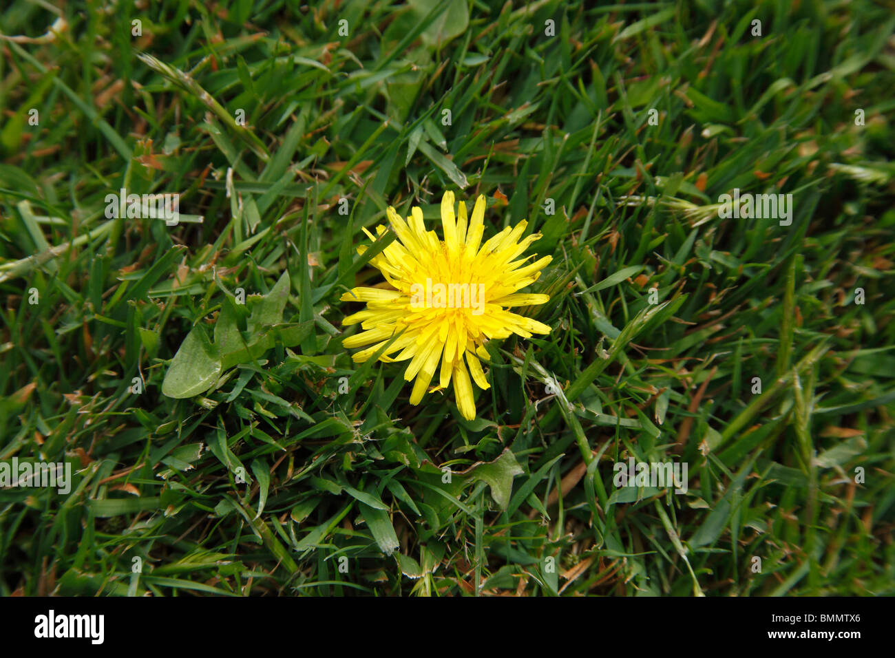 Lawn weed tarassaco (Taraxacum vulgaria) fioritura in Prato Foto Stock