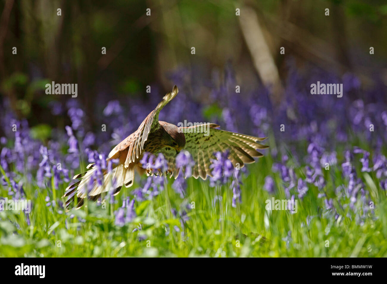 Il Gheppio (Falco tinnunculus) caccia bluebells amogst Foto Stock