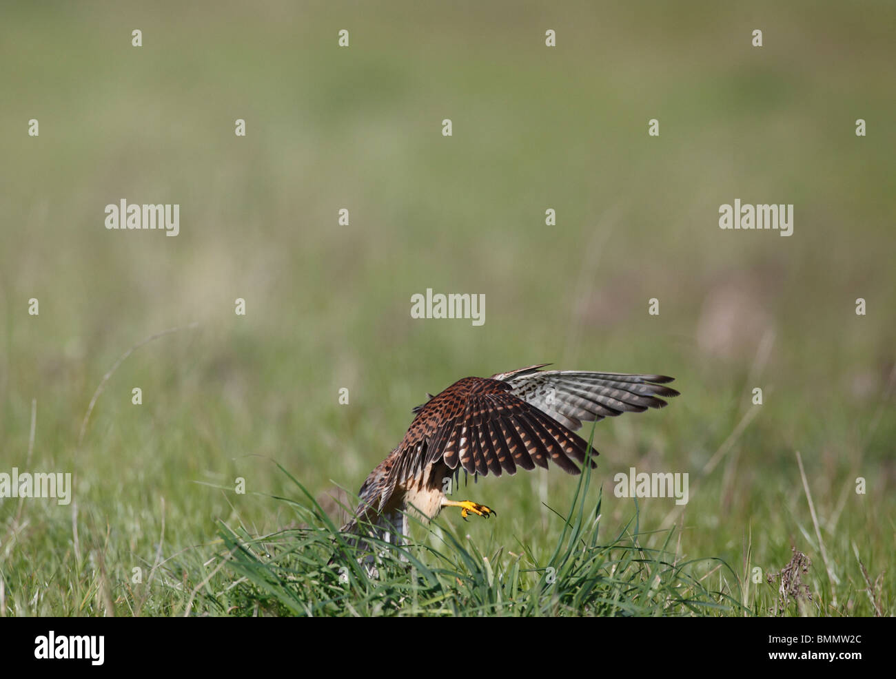 Il Gheppio (Falco tinnunculus) caccia oltre i pascoli Foto Stock