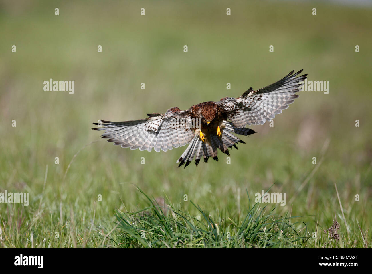 Il Gheppio (Falco tinnunculus) caccia oltre i pascoli Foto Stock