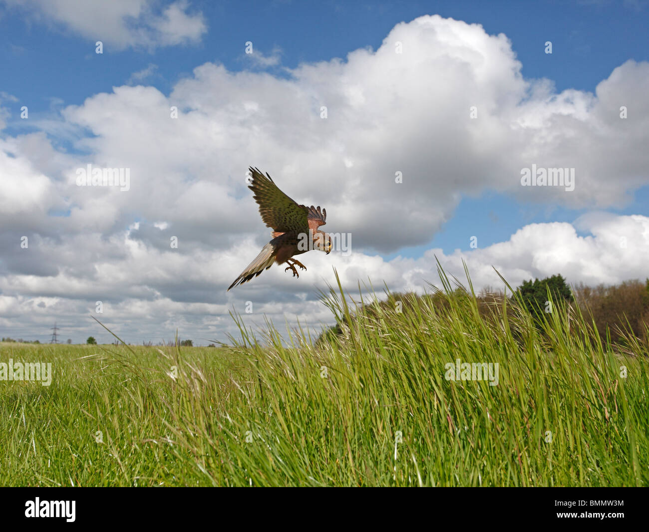 Il Gheppio (Falco tinnunculus) caccia nella prateria Foto Stock