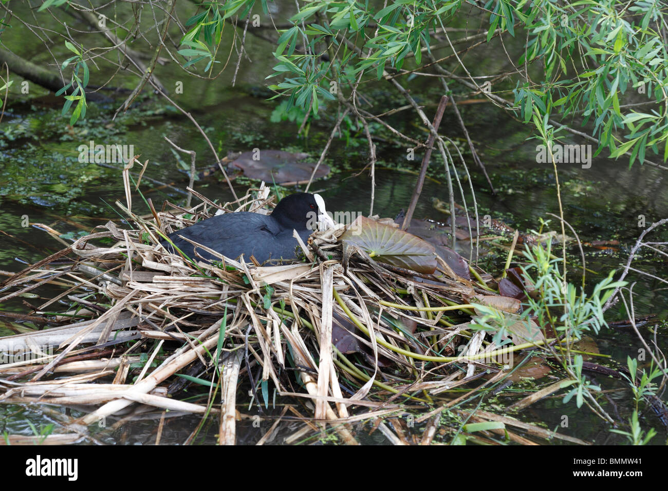 La folaga (fulica atra) femmina incubazione di uova nel nido Foto Stock