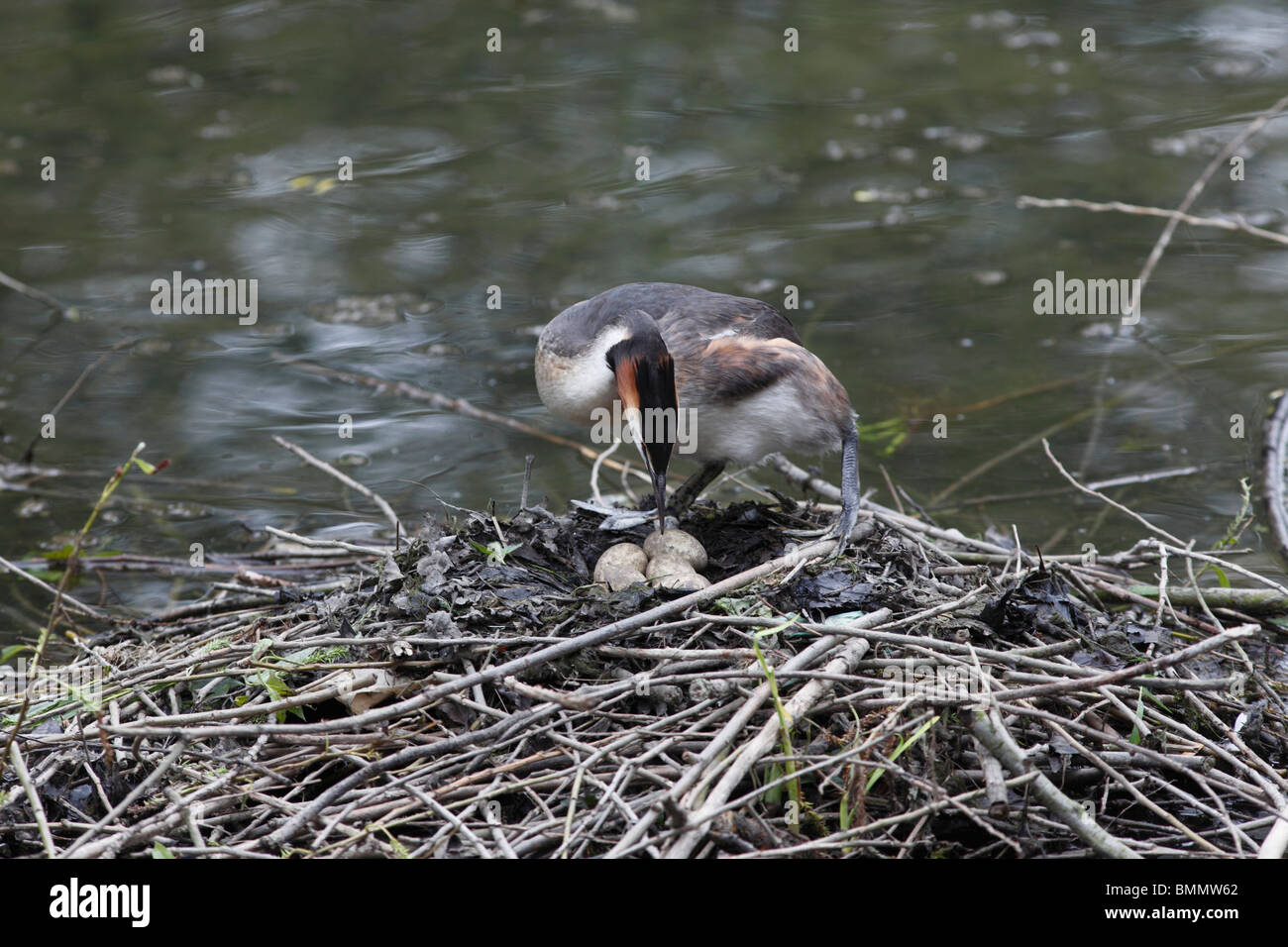 Svasso maggiore (Podiceps cristatus) girando le uova nel nido Foto Stock