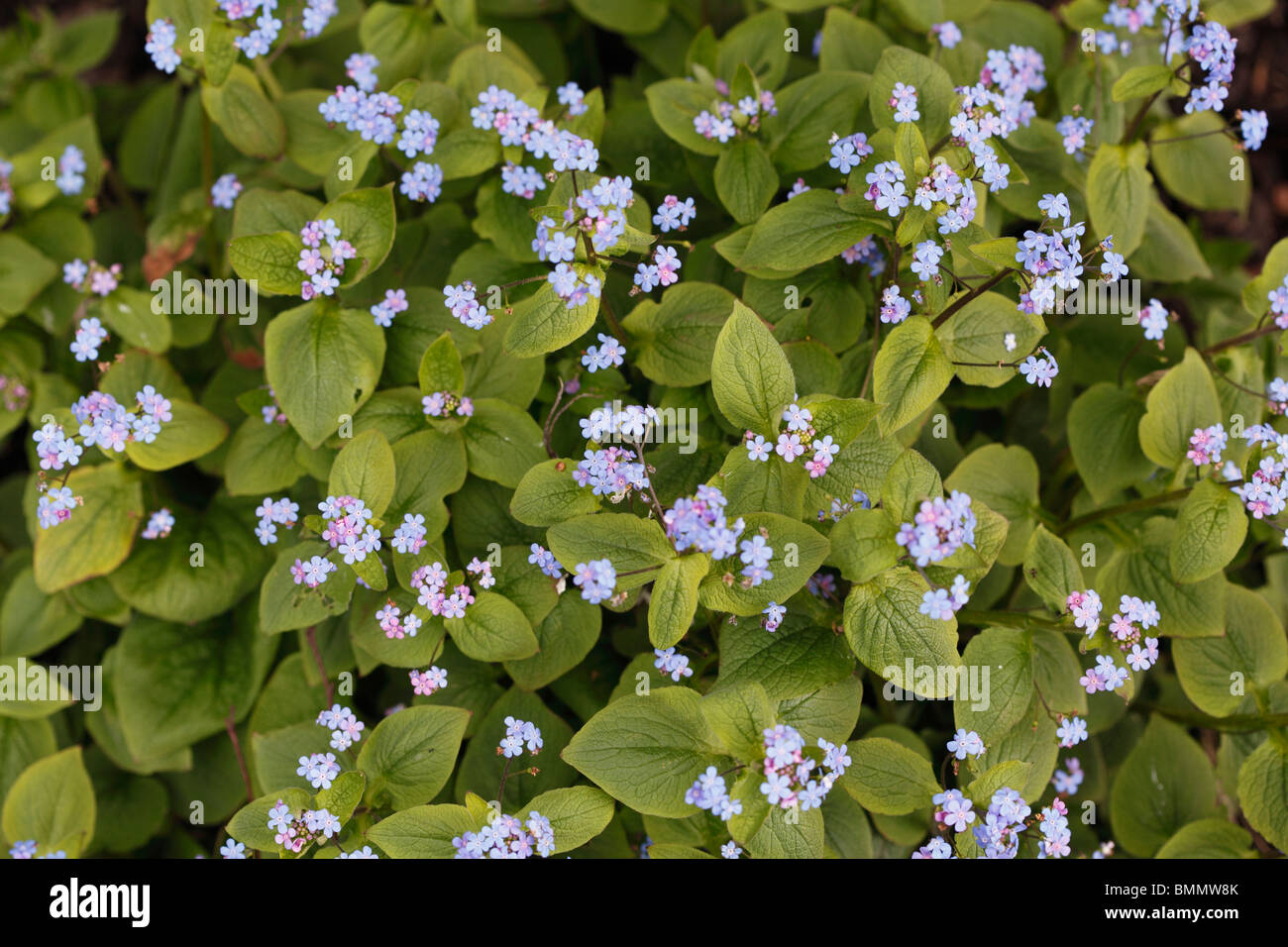 Brunnera macrophylla piante in fiore Foto Stock