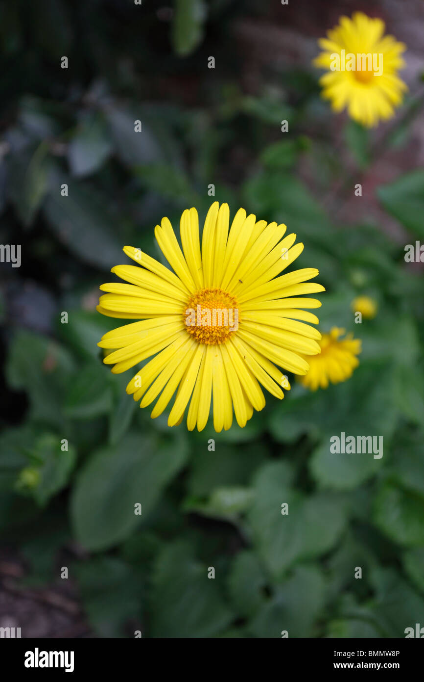Leopardi bane (Doronicum orientale) close up di fiore Foto Stock