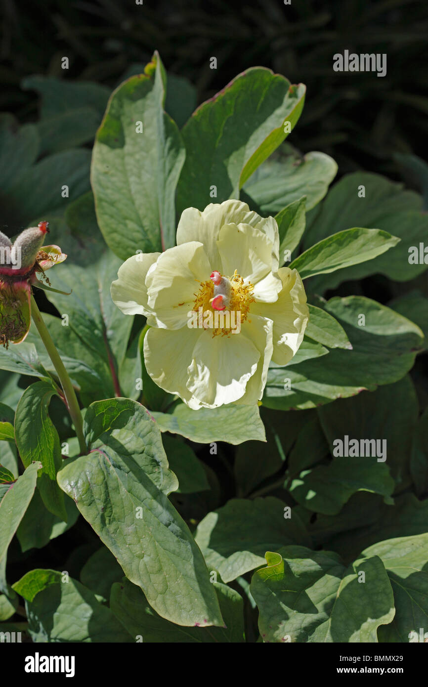 Peonia (Paeonia ali bianche) piante in fiore Foto Stock