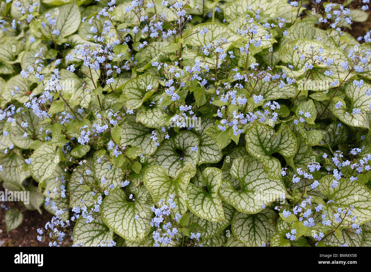 Brunnera macrophylla piante in fiore Foto Stock