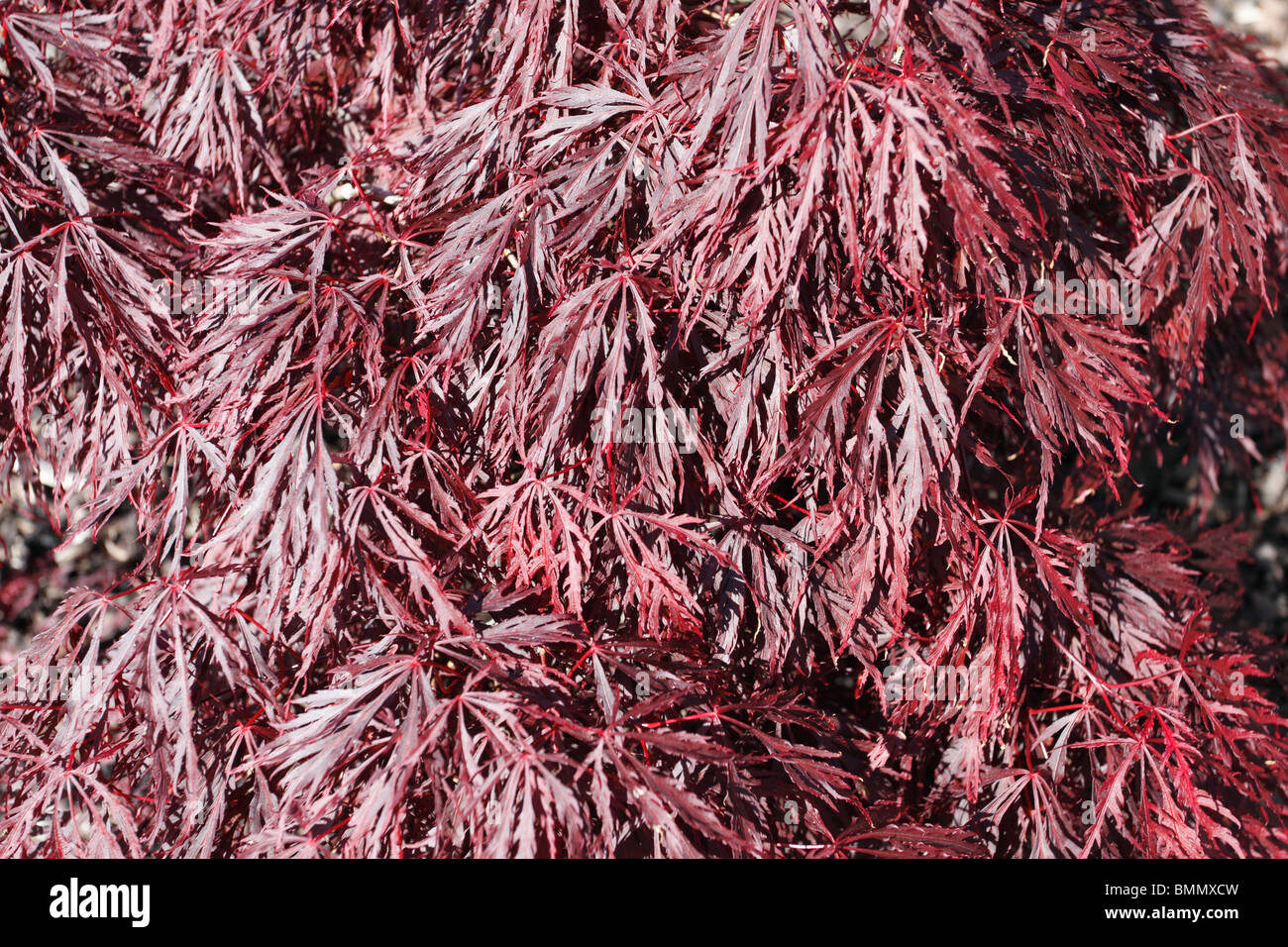 Acer palmatum var dissectum Crimson queen close up di foglie Foto Stock