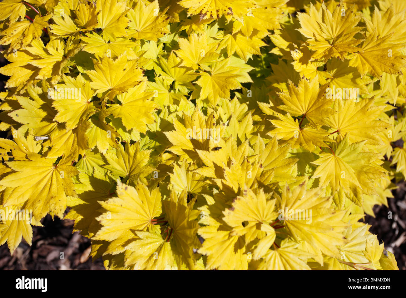 Acer shirasawanum aureum close up di foglie Foto Stock