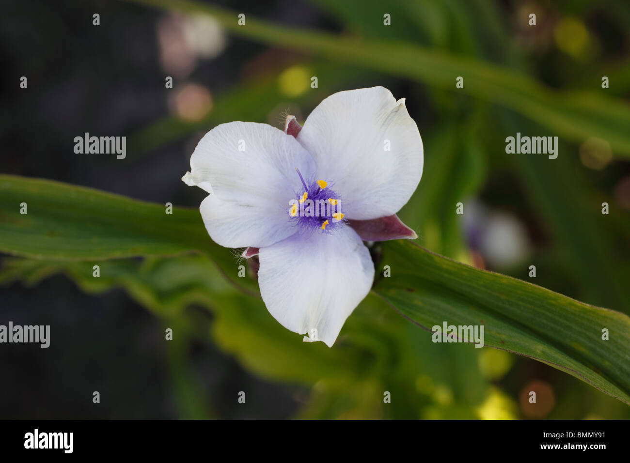 Tradescantia x andersoniana close up di fiore Foto Stock