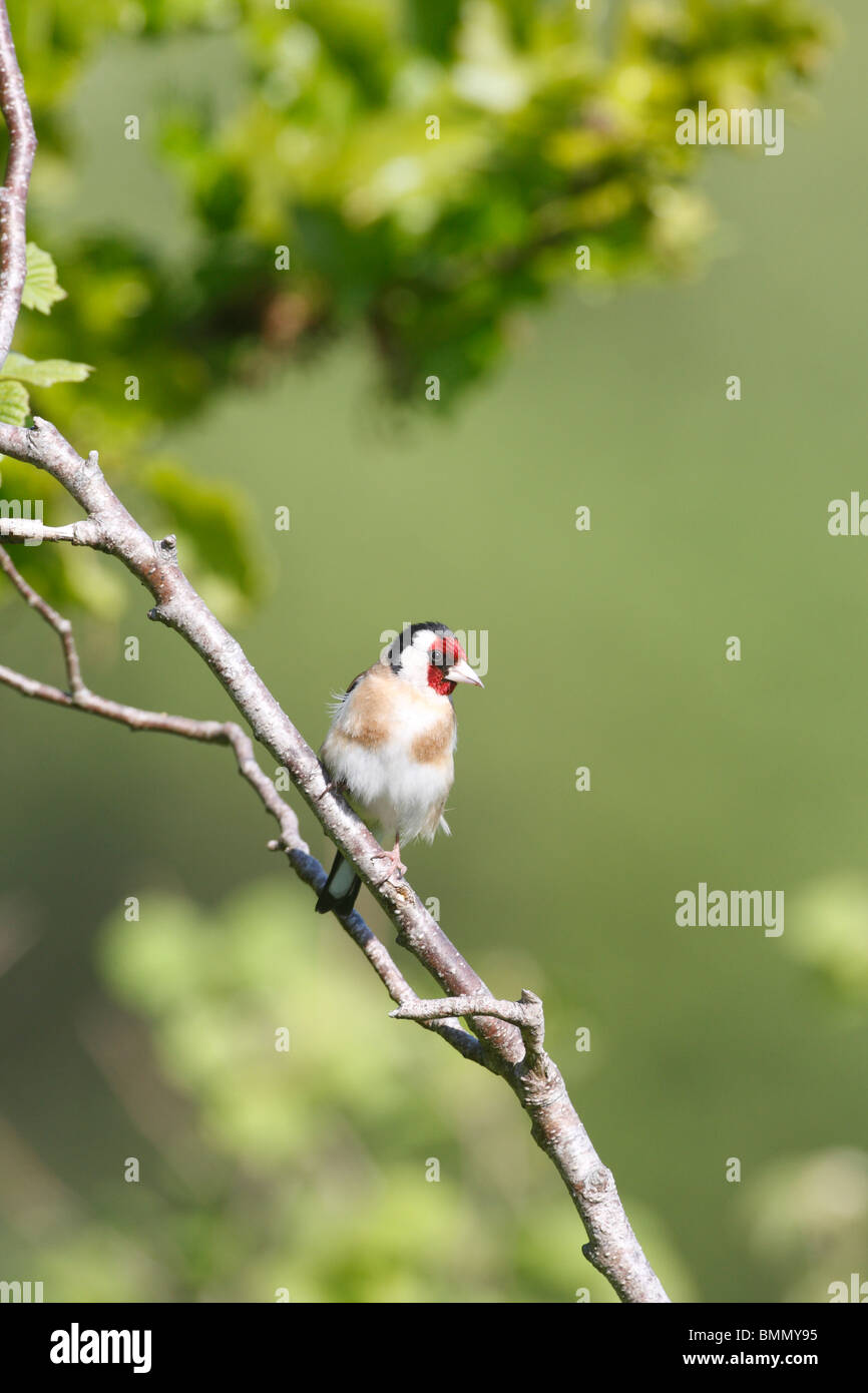 Cardellino (Carduelis carduelis) appollaiate sul ramo Foto Stock
