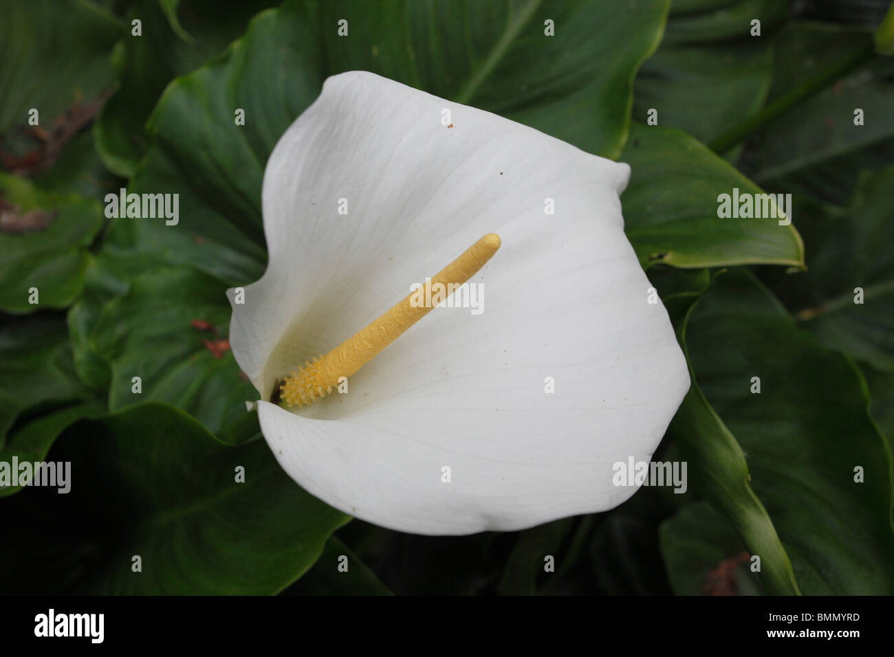 Arum lily (Zantedeschia aethiopica) close up di fiore Foto Stock