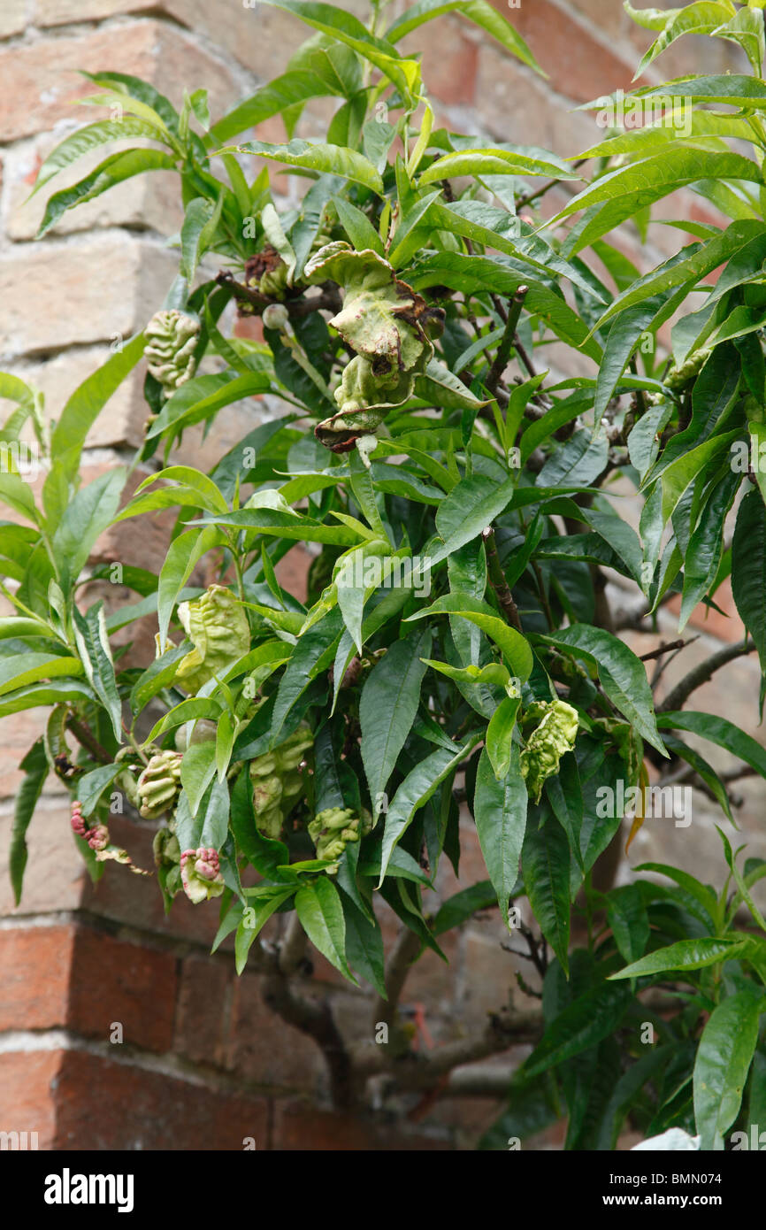 Peach leaf curl (Taphrina reumatoide) su albero di pesche noci Foto Stock