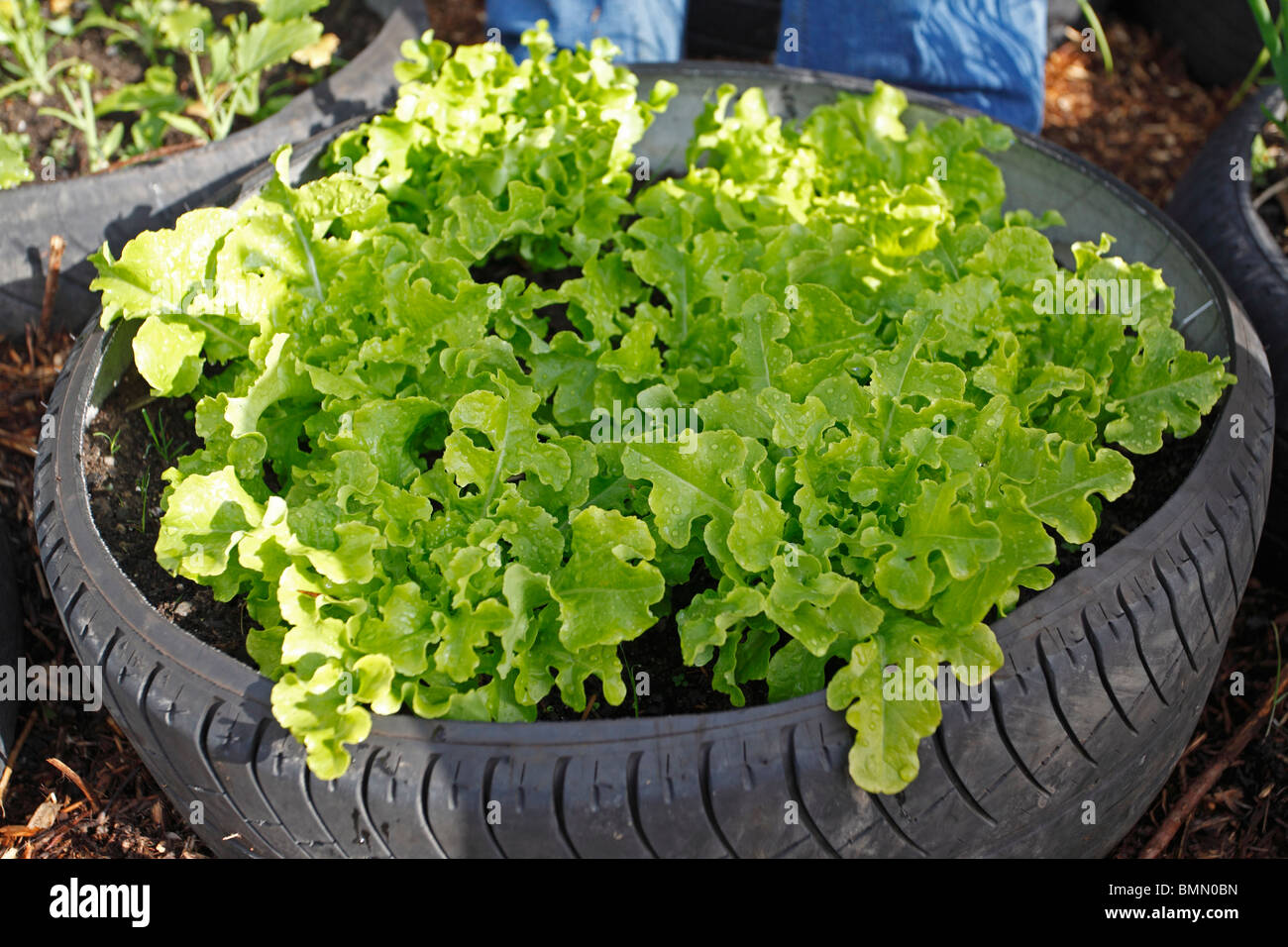 Tagliare e venire di nuovo la lattuga crescente nei pneumatici Foto Stock